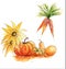 Autumn set with pumpkins, melon and carrots, watercolor sketch