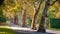 Autumn shot of a tree avenue with a walkway