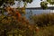 Autumn shrubs on the lakeshore