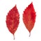 Autumn Siberian red maple pressed leaves