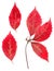 Autumn Siberian red maple pressed leaves
