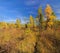 Autumn in the Siberian swamp