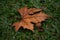 Autumn simbols. Dry leaves