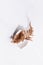 Autumn simple abstract background with dry brown fern leaf in bowl in sun beam with shadow on white wood board, top view, vertical