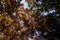 Autumn sky and golden-leaved trees