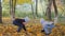 Autumn. Small children in the yellow leaves. Children play in the street with fallen leaves. Autumn grove of birches and