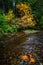 Autumn at a Small Creek with Maple Leaves