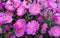 Autumn small flowers of pink multiple asters.
