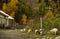 Autumn in small Georgian village. Pigs walking on earth road on background of low stone houses and colorful trees