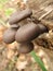 Autumn small oyster mushrooms on an old tree