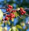 Autumn small wild apples on the branches