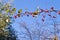 Autumn small wild apples on the branches