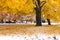 Autumn Snow