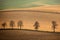 Autumn South Moravian landscape with five trees and rolling waving hills. Wavy fields in Czech Republic. Czech Tuscany.