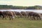 Autumn in Spain â€“ white sheep near lake