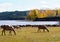 Autumn in Spain â€“ white sheep near lake