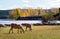 Autumn in Spain â€“ white sheep near lake