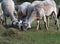 Autumn in Spain â€“ white sheep near lake