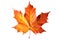 Autumn Splendor: Vibrant Maple Leaf Showcasing the Beauty of the Fall Season. created with Generative AI