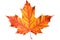 Autumn Splendor: Vibrant Maple Leaf Showcasing the Beauty of the Fall Season. created with Generative AI