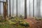 Autumn spruce forest with stones and mystical haze