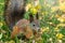 Autumn squirrel on green grass with fallen yellow leaves