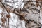 Autumn squirrel sits on a birch branch and looks down in surprise