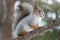 Autumn squirrel sits on a branch