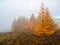 Autumn steep slope and forest in dense fog. Stone hillside with larches trees in morning in thick low clouds. Mountainside with