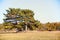 Autumn Steppe. Yellow leaves. Natural Reserve.