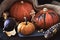 Autumn still life, close-up on pumpkins, fig and corn with seasonal decorations on dark