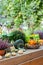 Autumn still life with Eric`s heather blossom and small decorative pumpkins. Harvesting pumpkins and zucchini, farm stall,