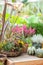 Autumn still life with farm flowers and vegetables. Harvest Festival. Chrysanthemum bush, erica blossom heather and striped