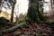 Autumn still life. Moss and leaves. Biogradska Gora National Park, Montenegro.