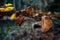 Autumn still life. Moss and leaves. Biogradska Gora National Park, Montenegro.