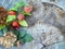 Autumn still life with physalis, hydrangea hortensia, dog-rose.