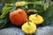 Autumn still life of pumpkin and pattypan squash on green leaf background.