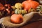 Autumn still life of several varieties of pumpkins on canvas