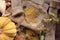 Autumn still life with sweater, pumpkin, nuts,  dry flowers and fall leaves. Cozy autumn concept.