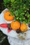 Autumn still life on the theme of the harvest of small different pumpkins.