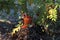 autumn still life on a tree stump: mushrooms, oak leaves, mountain ash, ranetki, cones

ï¿¼