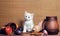 Autumn still life white fluffy kitten sitting on a wooden table in the clipping of vegetables fruits and clay mugs