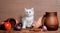 Autumn still life white fluffy white kitten sitting on a wooden table in the clipping of vegetables fruits and clay mugs