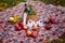 Autumn still life in the woods picnic basket