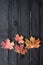 Autumn still-life. Yellow and red maple leaves on black burned b