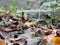 Autumn stones stairs leaves forest trekking plants
