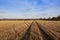 Autumn straw stubble