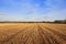 Autumn straw stubble