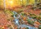 autumn stream in the forest, gold autumn European landscape