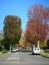 Autumn street, color changing trees